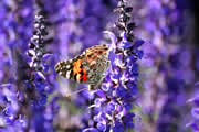 Schmetterling - Pfauenauge